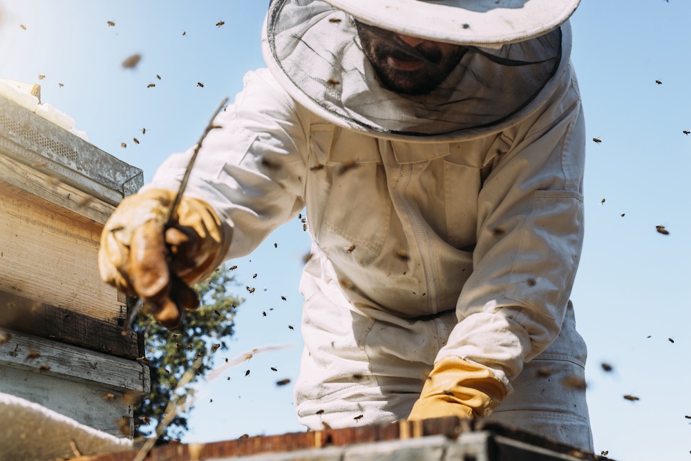 Beekeeper working collect honey. Beekeeping concept.