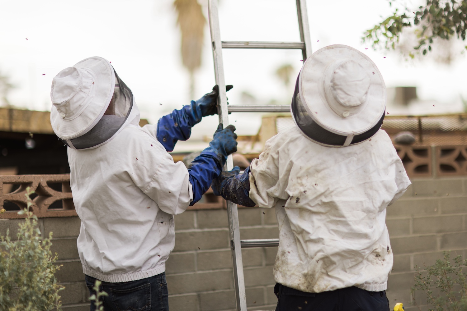 Two bee removal specialists in protective beekeeping suits working with a ladder