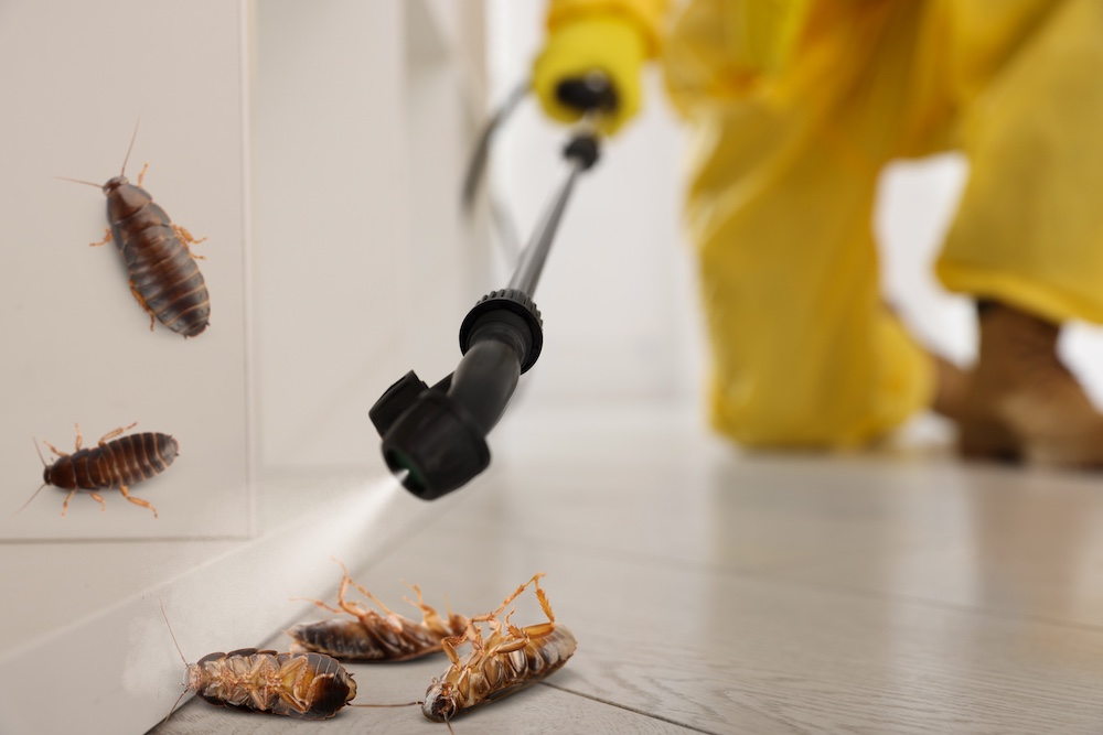 Pest control worker spraying insecticide in room with cockroaches, closeup